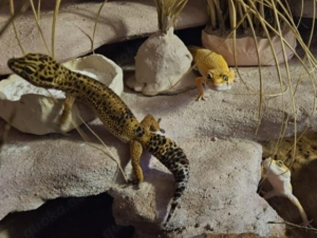 4 Leopardgecko Mädels suchen neues Zuhause - 1