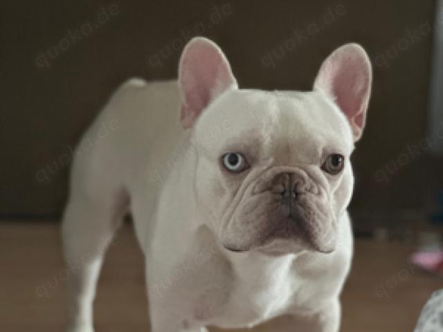 französische bulldogge deckrüde - 1