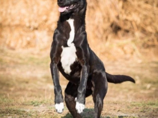 lieber, kastrierter Jackson in Rumänien lebt er ohne Hundehütte im freien, er kennt nichts - 1