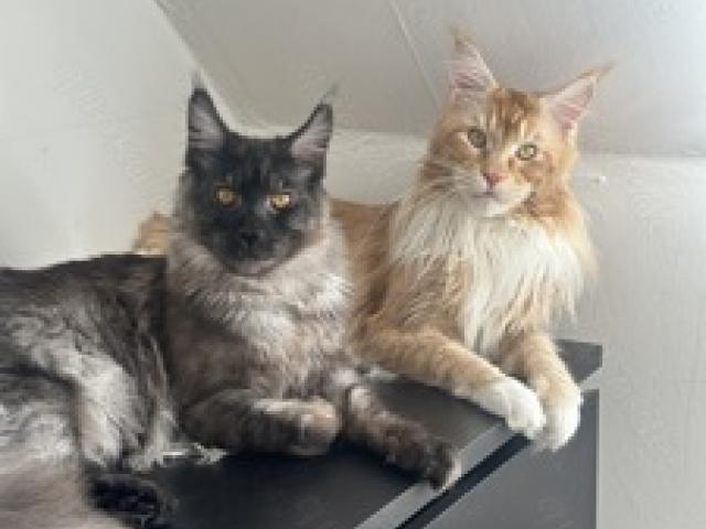 Wunderschönes Maine Coon Gespann sucht neuen Zuhause - 1